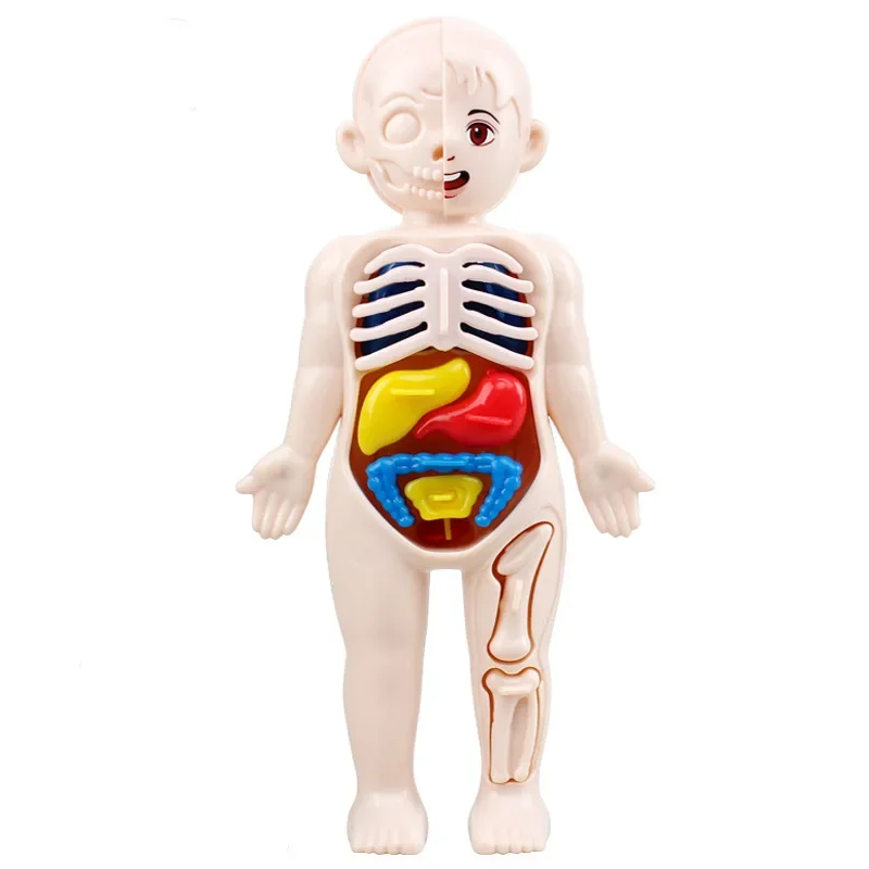 Montessori Spielzeug Kinder Wissenschaft Bildung Menschlichen Körper Organ Anatomie Modell DIY Zusammengebaut Medizinische Spielzeug Lehrmittel Kind Kinder