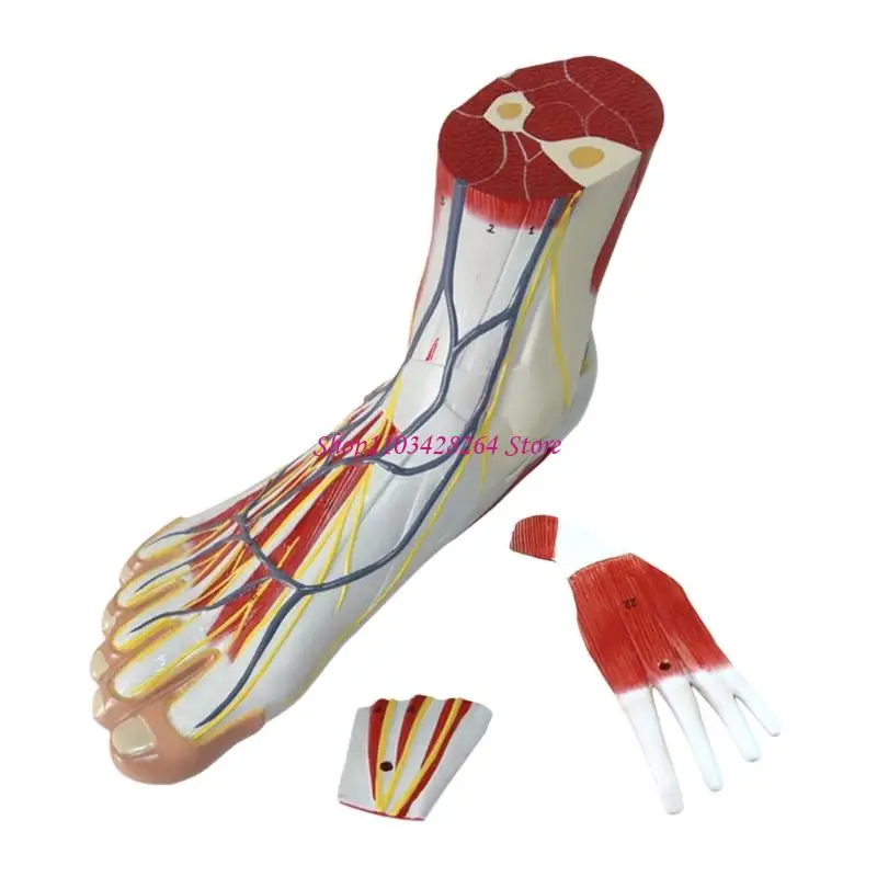  PVC Large Foot Anatomy Model Showing Muscles Blood Vessels Nerves for Education