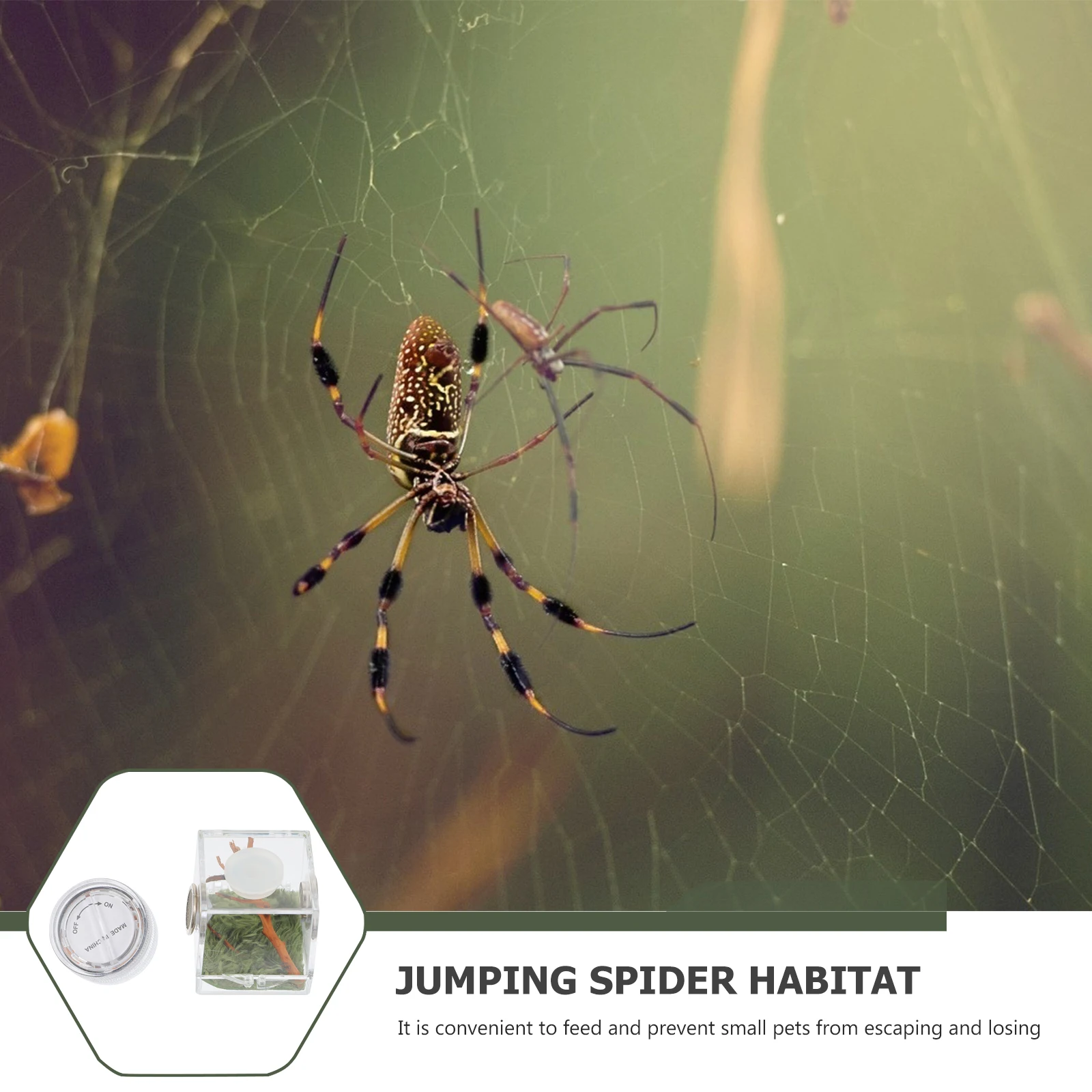 

Bright Clear Acrylic Wood Jumping Spider Habitat Box Insect Enclosure Easy Observation Cleaning
