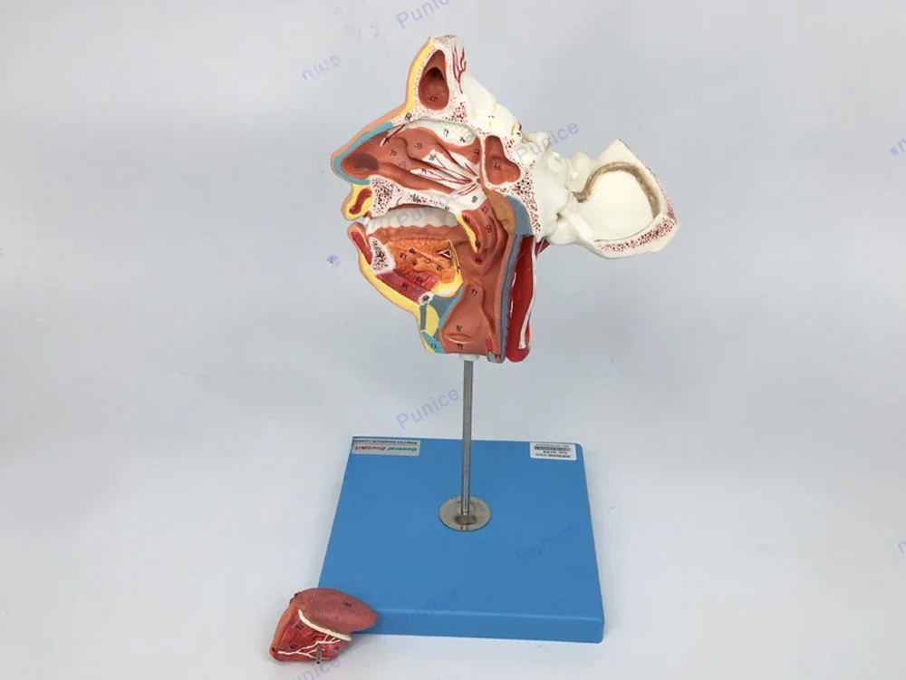 Head and face blood vessel and nerve model head blood vessel and nerve model brain anatomical model