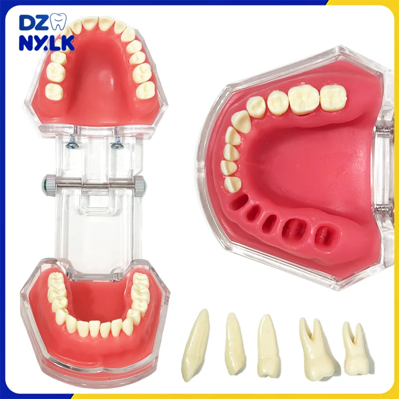 Dental Extraction Model Dental Practice Tooth Model All Teeth Detachable Teaching Standard Teeth Dentistry Demonstration Model