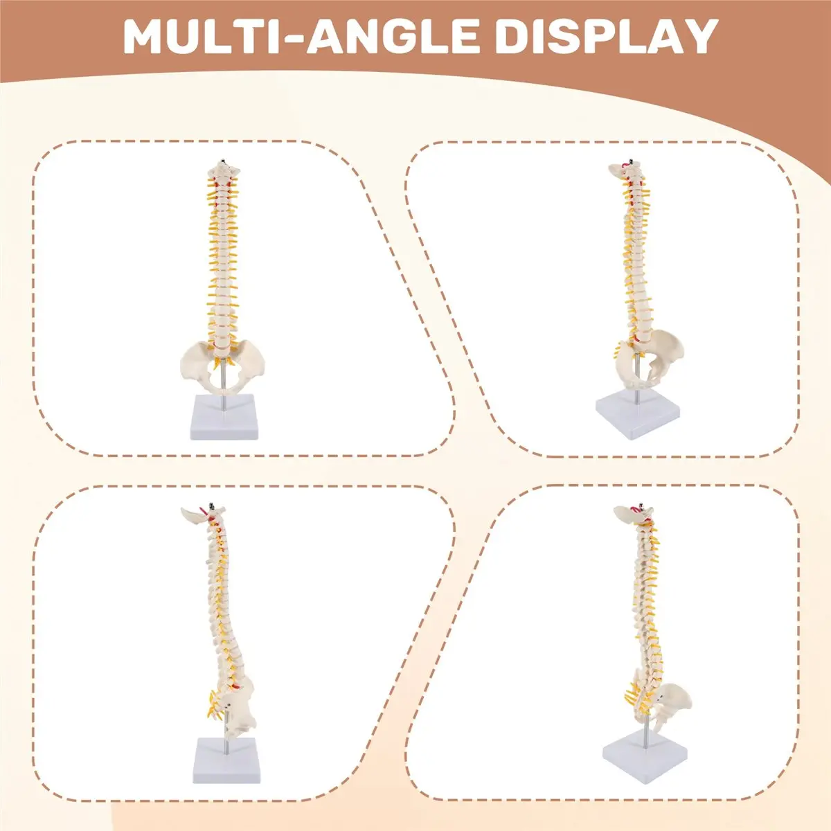 ABFKing 45CM Human Spine with Pelvic Model Human Anatomical Anatomy Spine Model Spinal Column Model+Stand Fexible