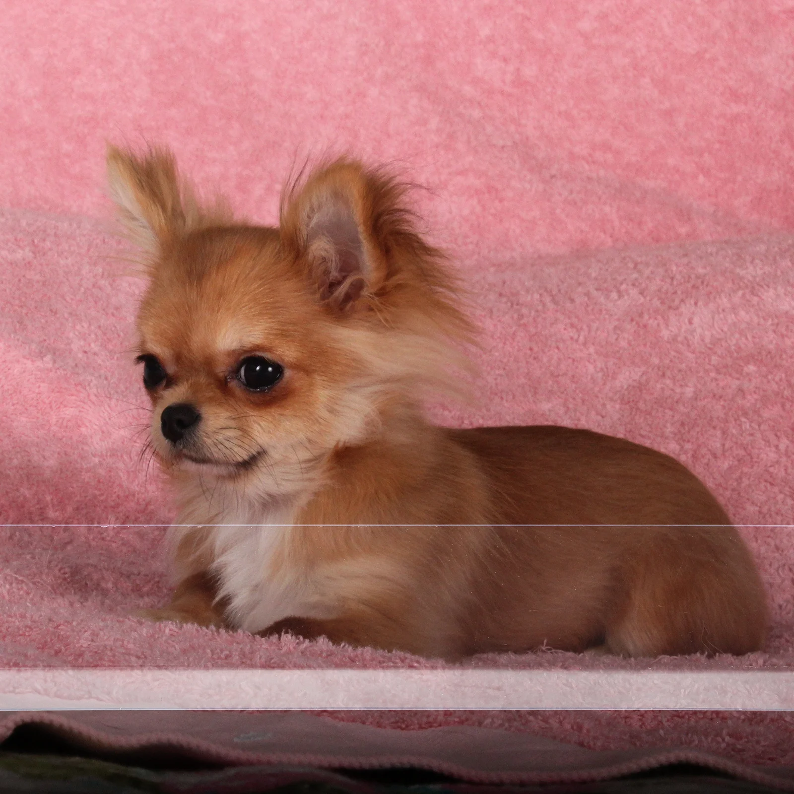 แผ่นกั้นกรงหนูตะเภา 8 ชิ้น แบบใส สำหรับกรงสัตว์เลี้ยงขนาดเล็ก ใช้กั้นโซฟา เตียง หรือขอบกรง สามารถตัดแต่งขนาดได้ ทำจากพีวีซี