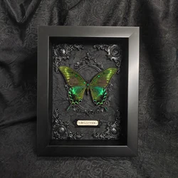 Butterfly Specimens Decorative Painting Real Butterfly Simple Ornaments Insect Wall Art Creative Commemorative Birthday Gift