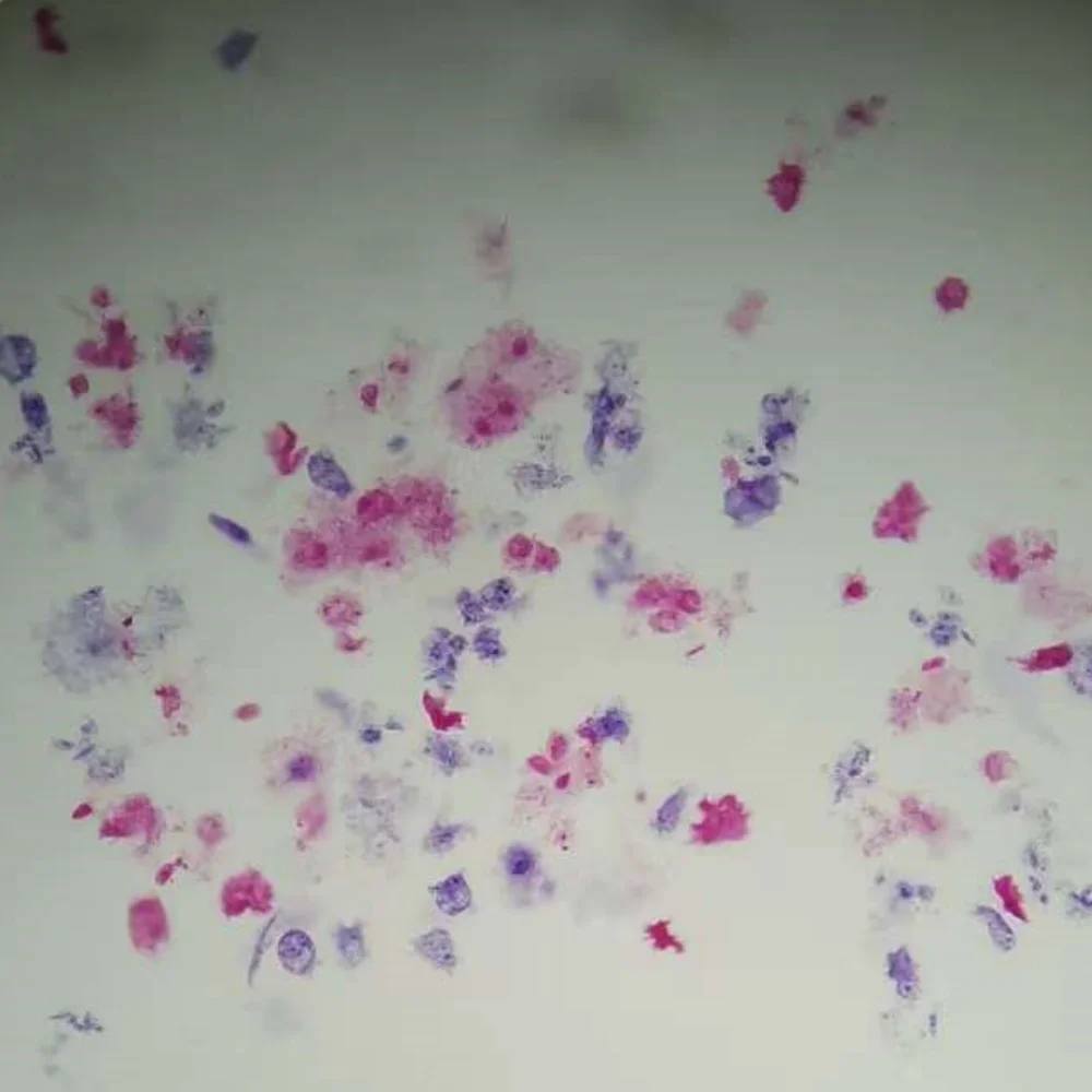 10pcs Amoeba Proteus Glass Microscope Prepared Parasitology Slides for Educational Teaching