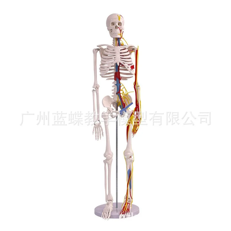 

85cm Anatomical Human Skeleton Model with Blood Vessels Nerves and Brain