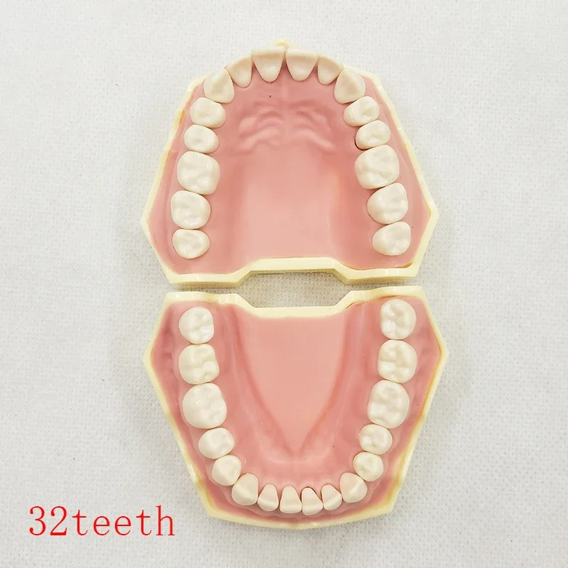 Model zębów dentystycznych Pasuje do modelu zębów AG-3 Model nauczania zębów Model standardowy z 32 szt. Wkręcane demontaż zębów