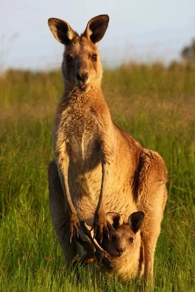 Roestvrijstalen chassisplaat Armor Asbescherming Ei voor 1/6 RC auto Axiale SCX-6