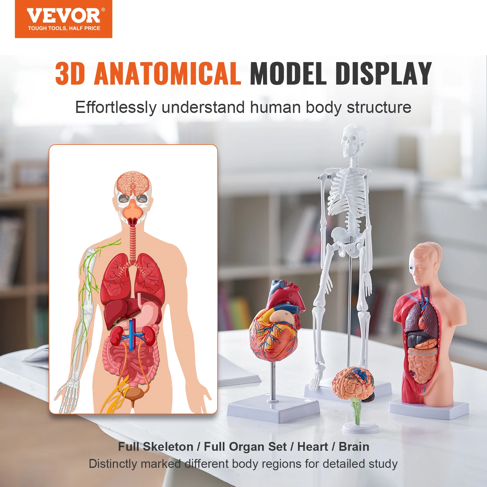 VEVOR Human Anatomy Models Bundle Set Brain Human Torso Body Heart Skeleton Model Set of 4 Hands-on 3D Model Teaching Models