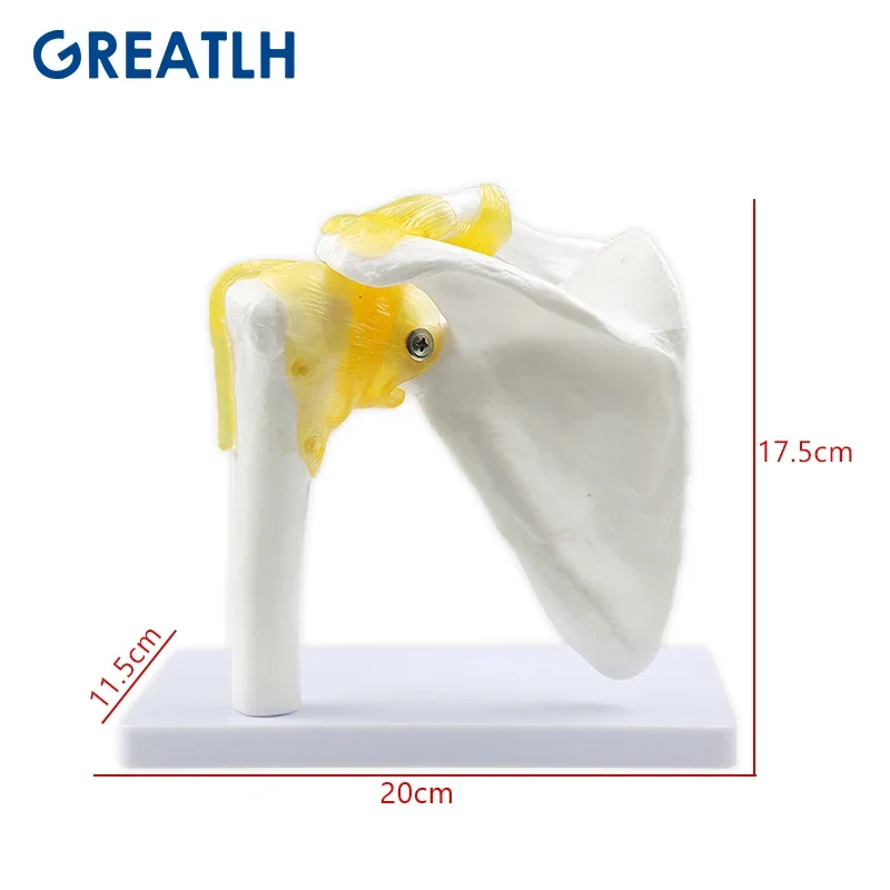 Human Shoulder Joint Model Teaching Flexible Model Three-dimensional Medical Mold Tools