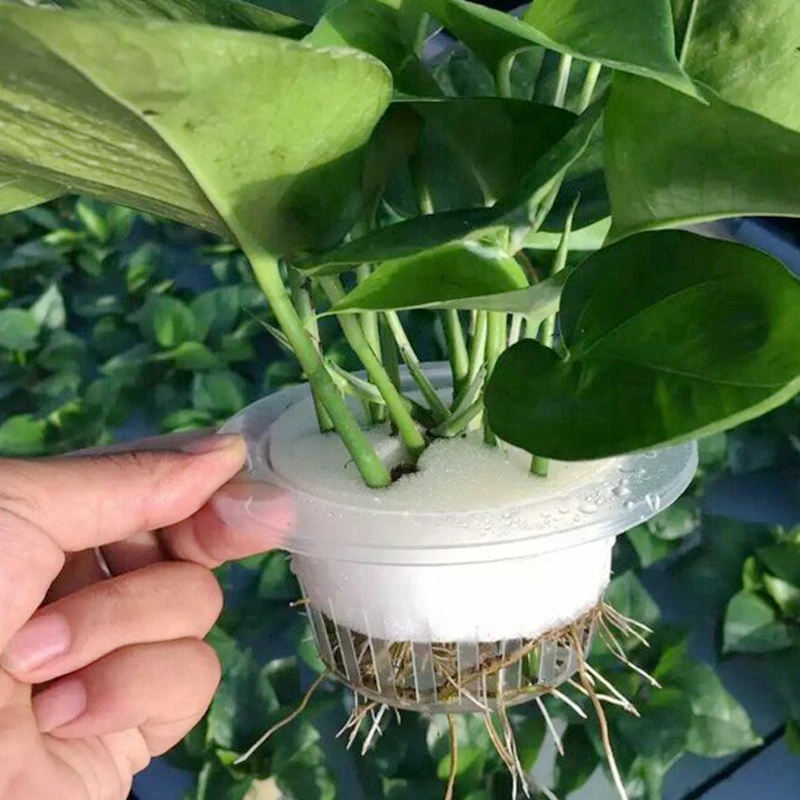 100Pcs Bodenlosen Hydrokultur Gartenpflanzen Werkzeuge Gepflanzt Schwamm Gemüse Anbau System Kindergarten Samen Pflanzung Tabletts Schwamm – Detail 13