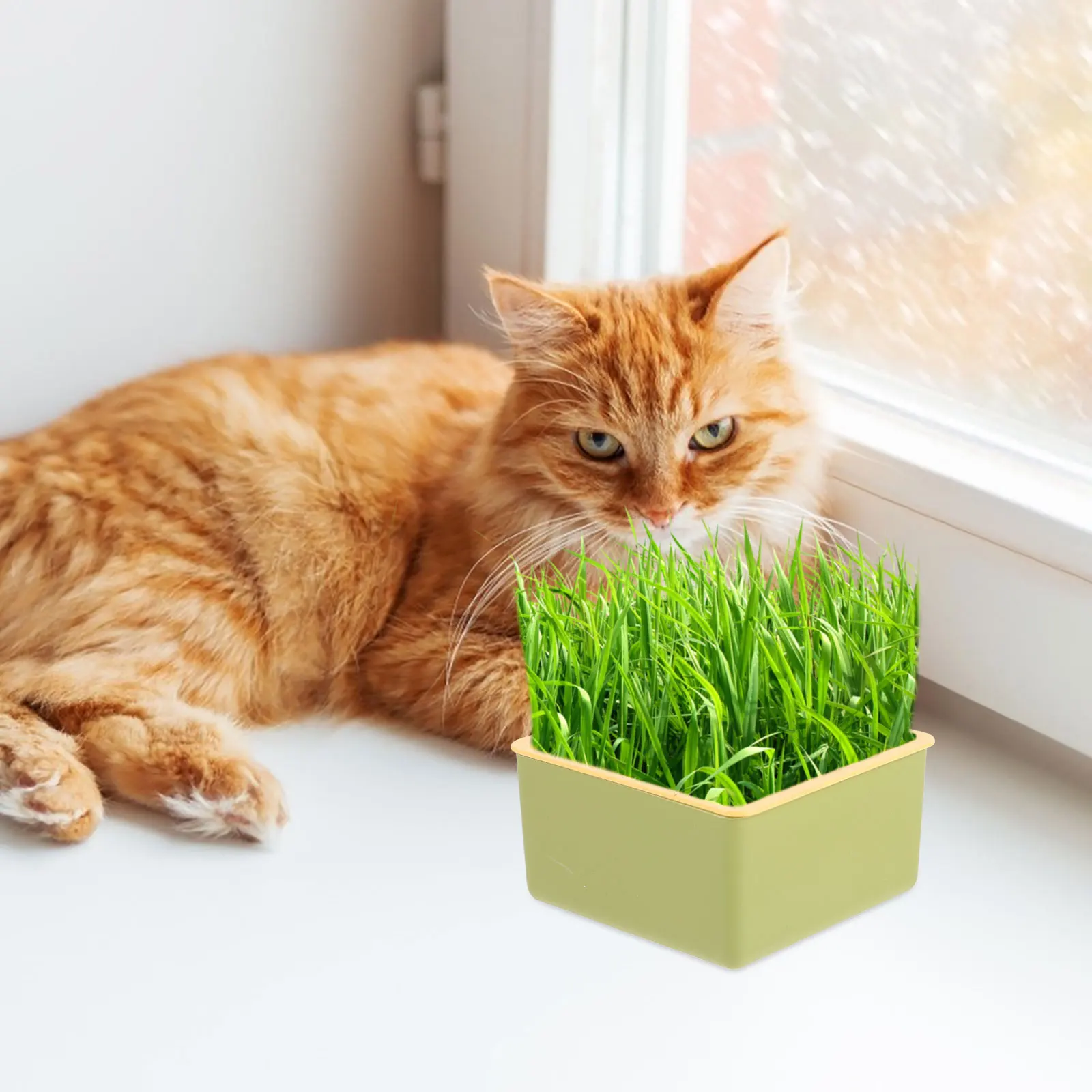 

Cat Grass Box Hydroponic Soilless Planting Kit For Indoor Outdoor Lightweight Plastic Nursery Planter Household Growing