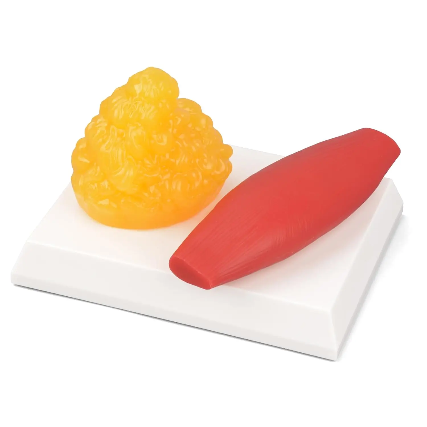 0.44lb Human Body Muscle & Fat Replica Model Anatomical Demonstration Tool for Medical Student Class Gym Nutritionists Display