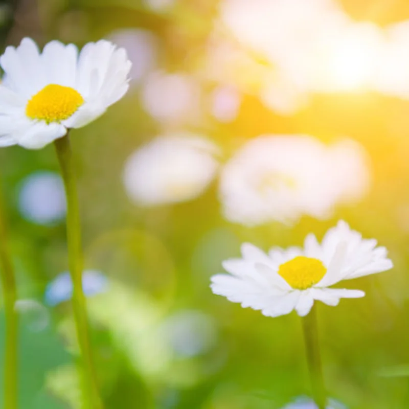 

4PCS Aluminium Alloy Mental Brake Disc Drive Hub for 1/7 Trxs Unlimited Desert Racer UDR 8569 RC Car Accessories