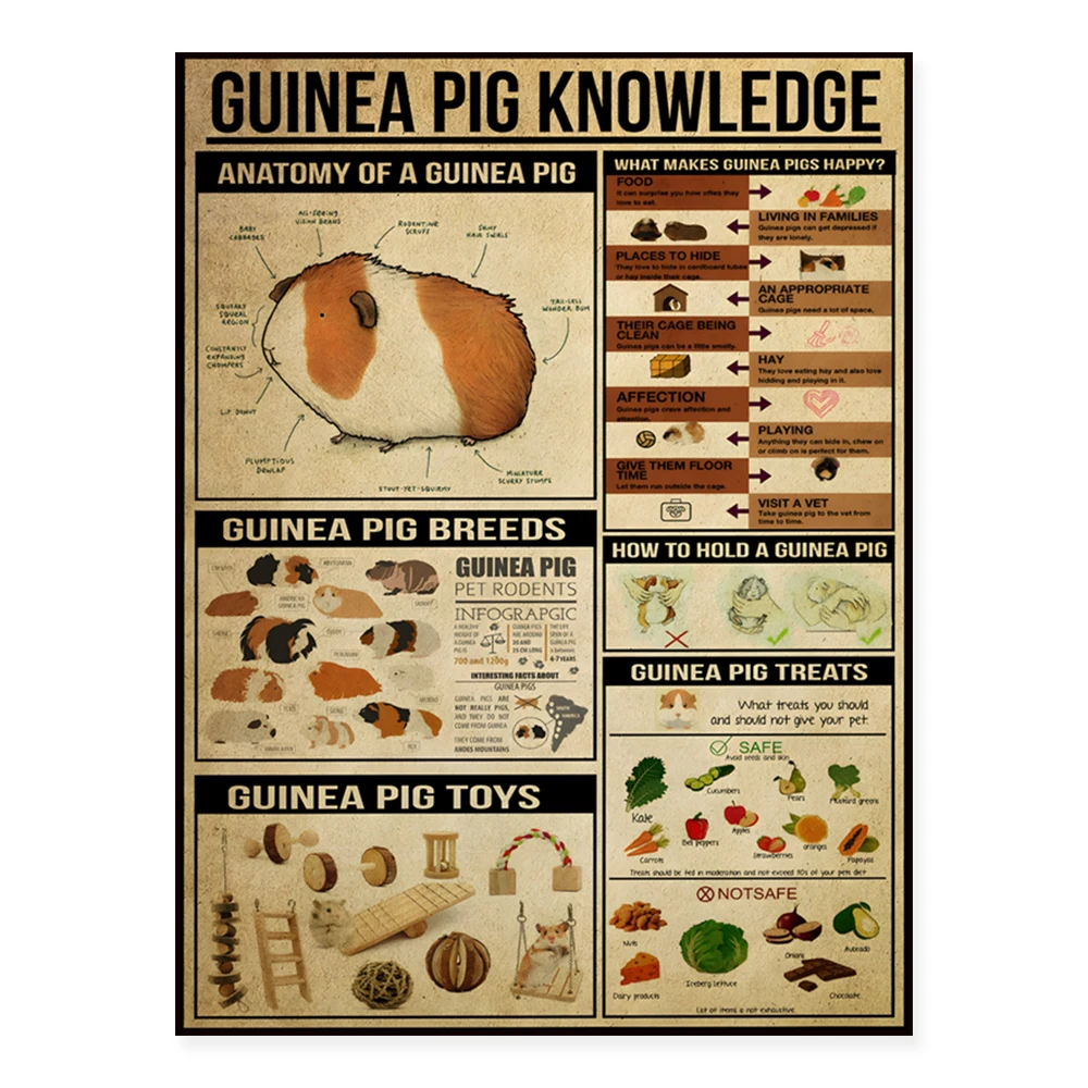 Guinea pig animal retro knowledge poster, guinea pig wall art decoration, guinea pig lover gift