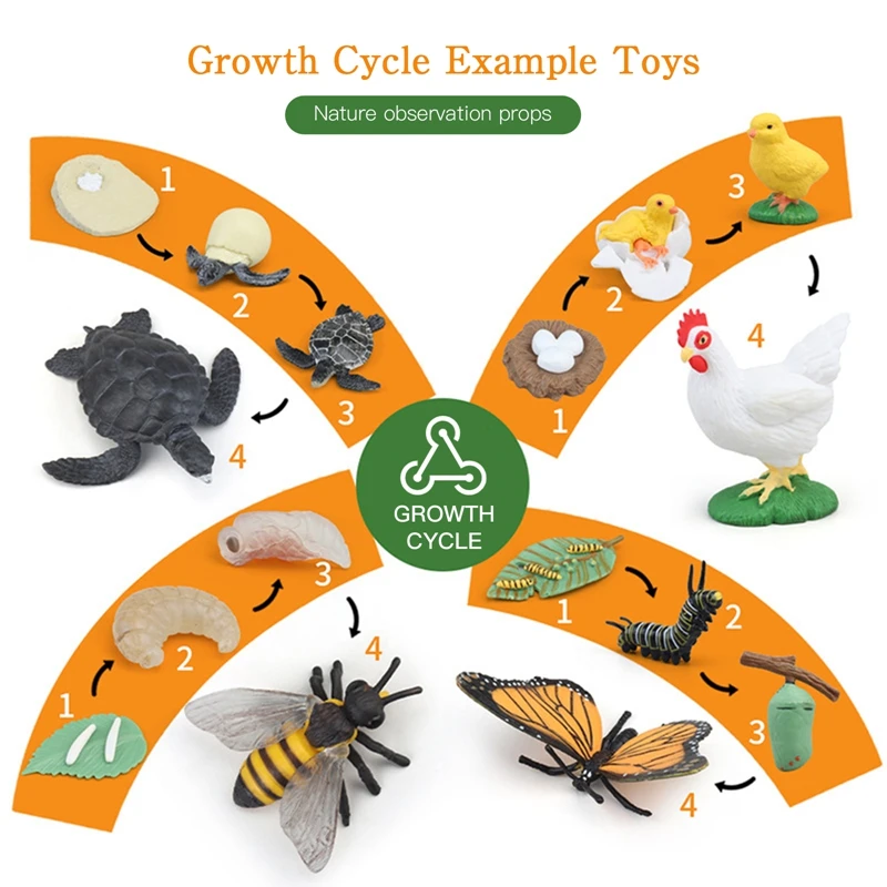 Simulation Life Cycle Animals Model Montessori Toy Children Insect Plant Growth Cycle Biology Science Open-Ended Educational Toy