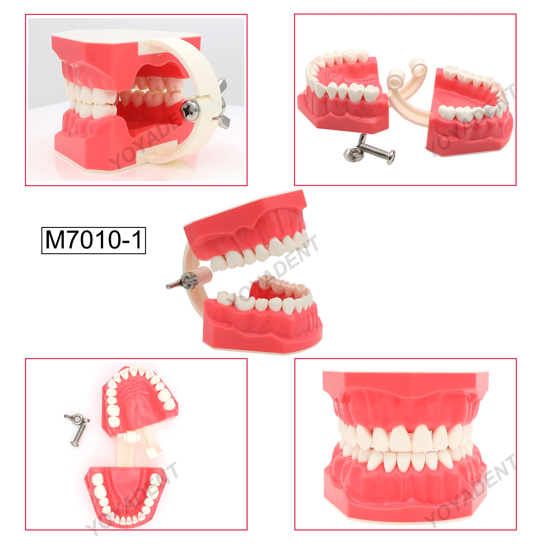 Dental Teaching Model Orthodontic Teeth Model With Brackets For Patient Education Demo Dentistry Products M7010-1/2