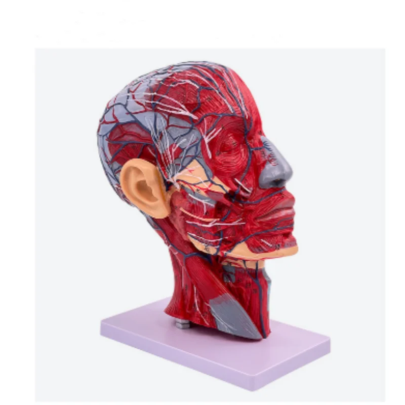 100 logo models of human advanced superficial head