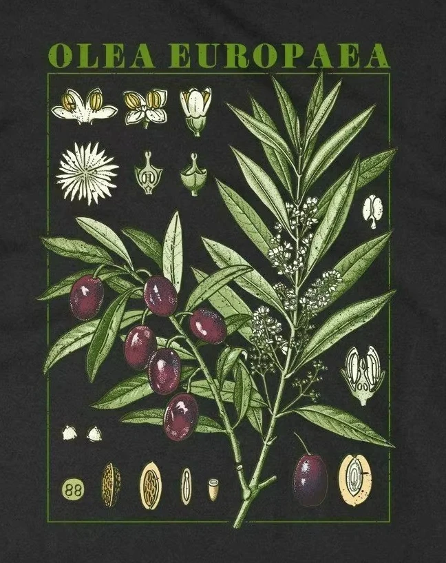 

Olive Bloom Fruit Flower Grow Botany Botanical T-Shirt 100% Cotton O-Neck Summer Short Sleeve Casual Mens T-shirt Size S-3XL