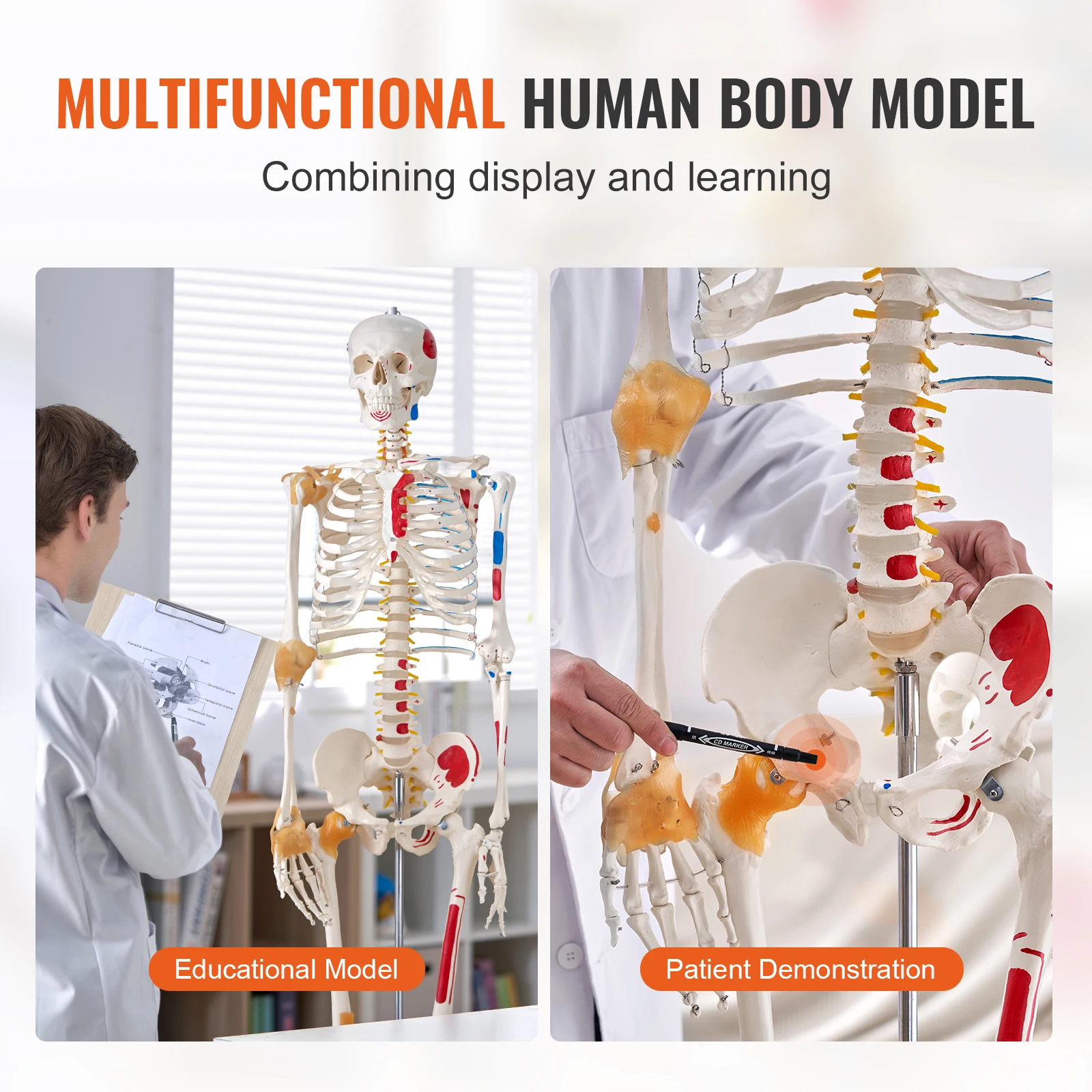 VEVOR Model ludzkiego szkieletu dla anatomii 71,65 cala naturalnej wielkości Model anatomiczny pcv z ruchomymi ramionami nogami i szczęką do