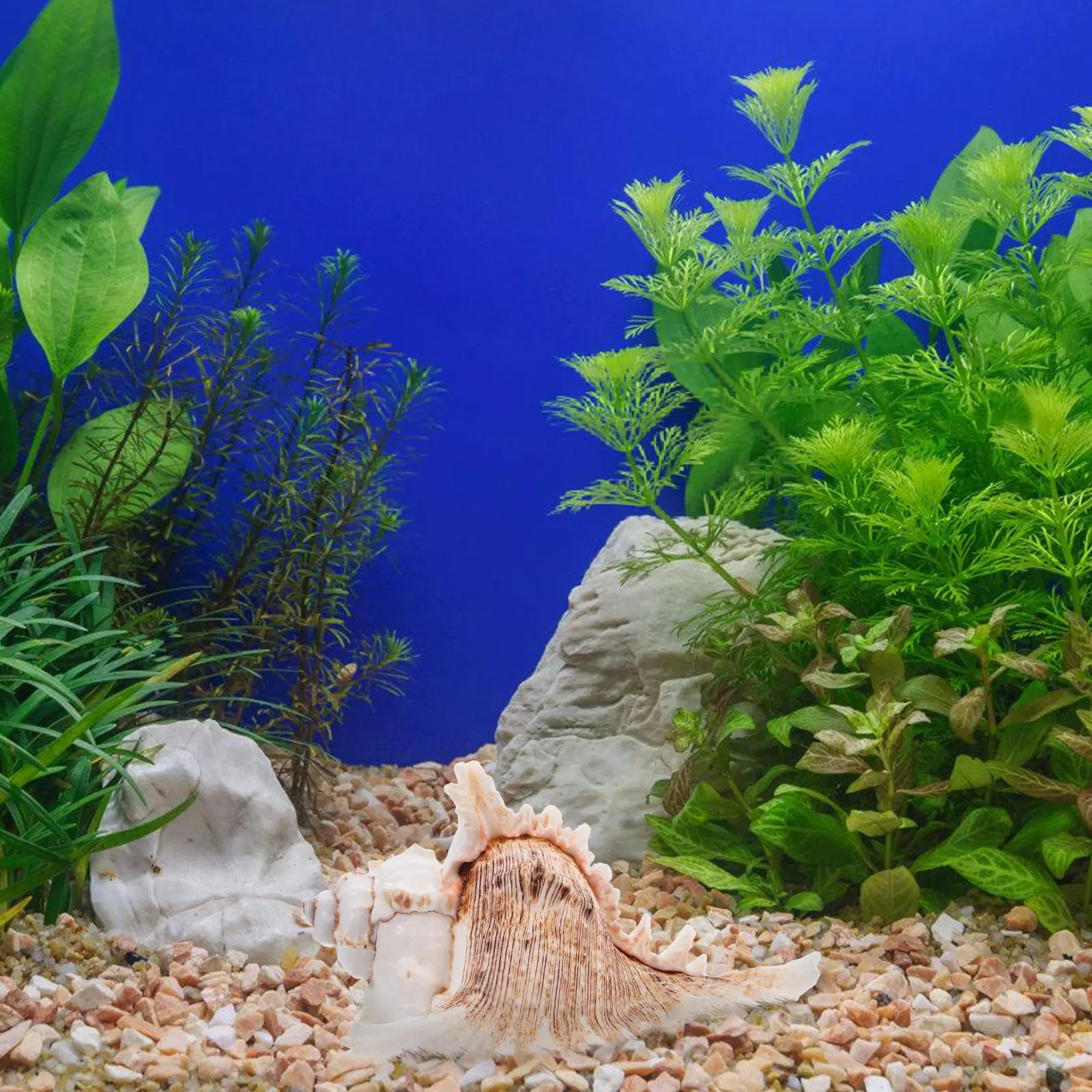 

Натуральные морские ракушки для декора: большие раковины 5,5-6,2 дюйма для аквариумов, пляжных свадеб, наполнения ваз, поделок и украшений