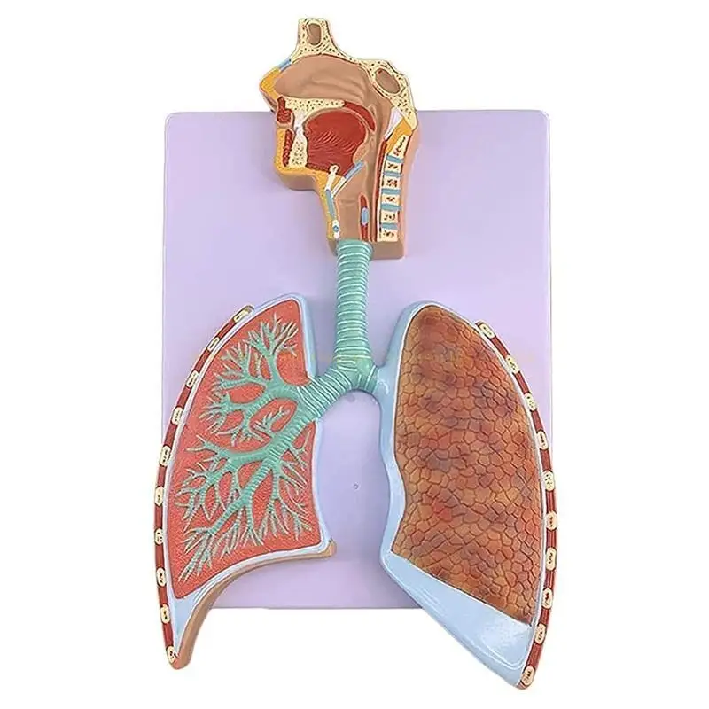 Human Respiratory System Model Shows Respiratory Tract Alveoli Nasal Cavity