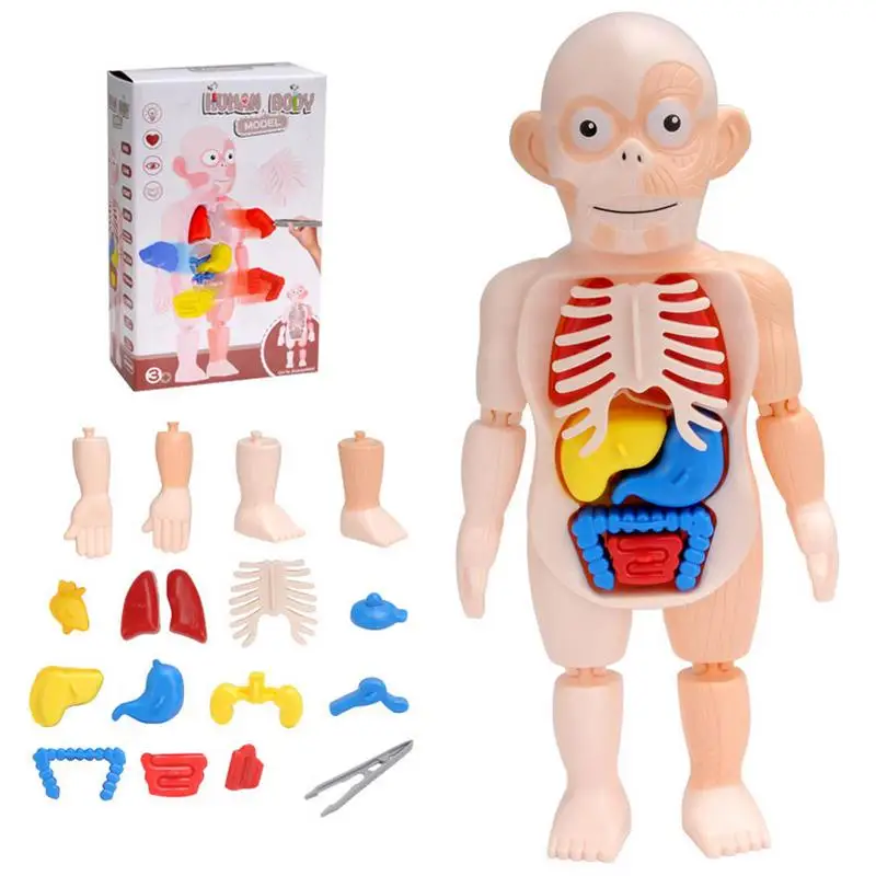 15pcs Removable Human Torso 3D Human Body Structure Teaching Kid Educational Toy For Children Teenagers