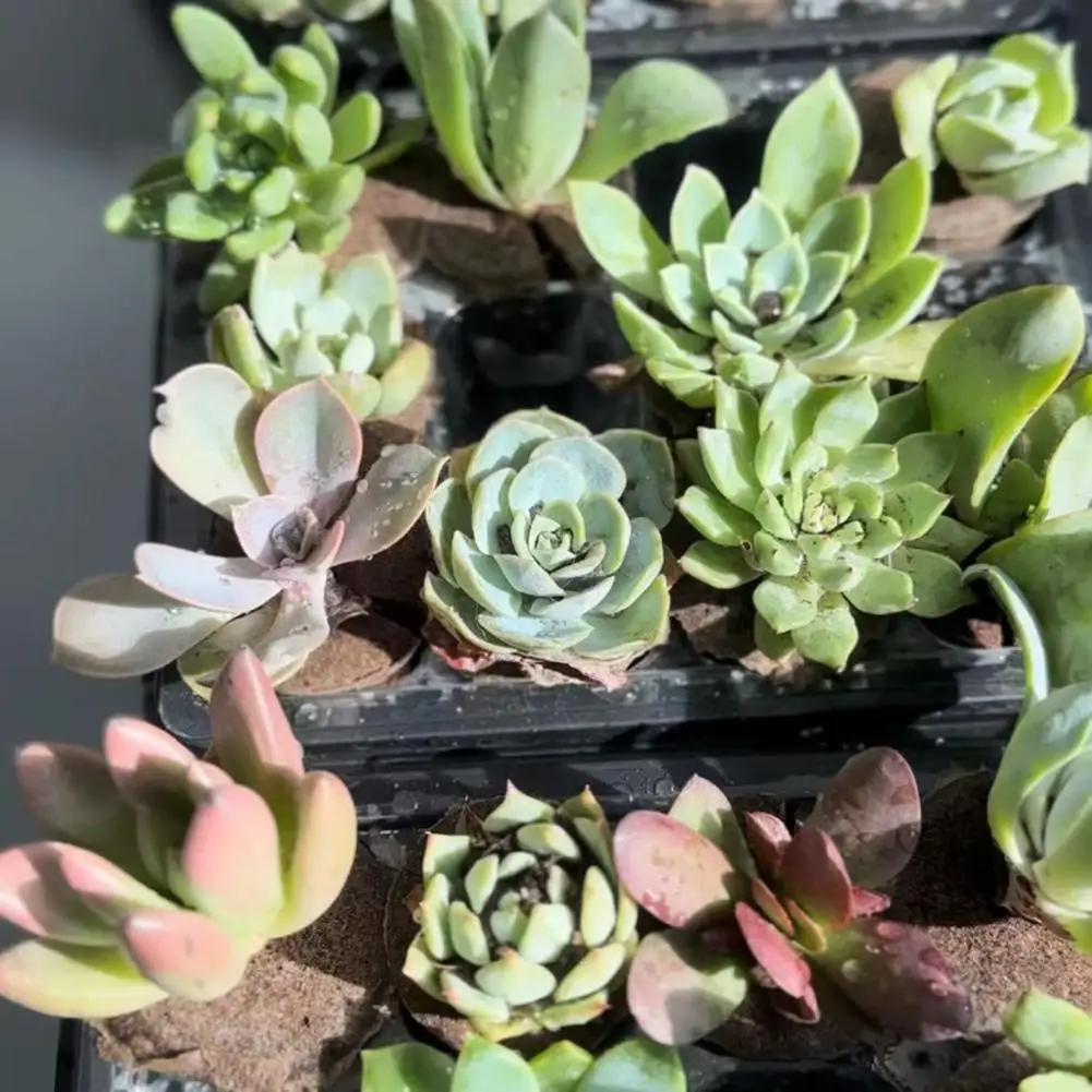 Rose Cutting Propagation Hydroponic Growing Sponges Replacement Pods Starting Cloning Kits Universal Fit Germination for Indoor