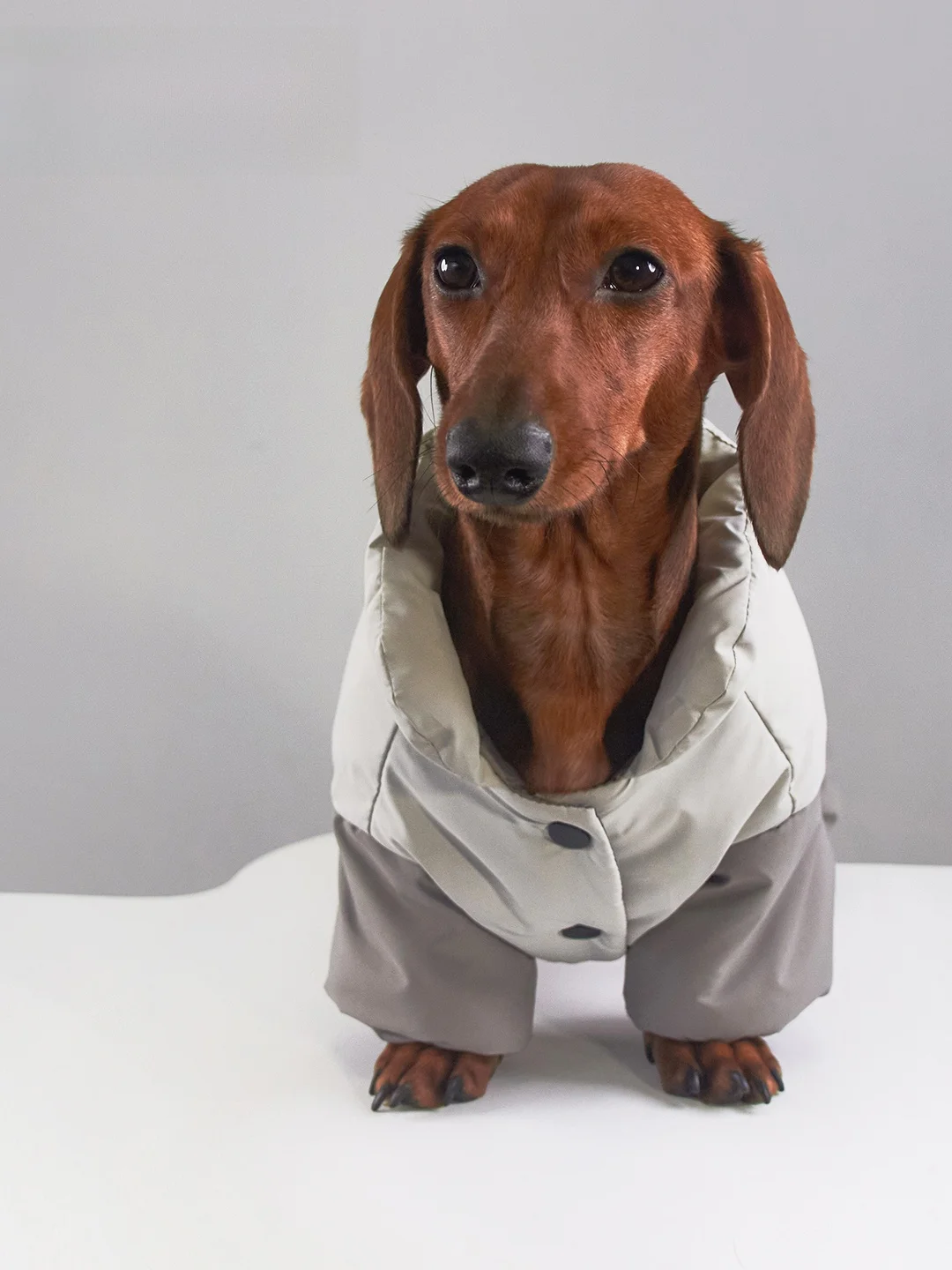 

Теплая хлопковая куртка для собак: ветрозащитная, водонепроницаемая одежда для йорков, бишонов, померанских шпицев, шнауцеров и других пород.