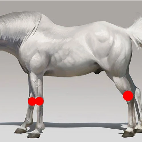 

Built In Battery Custom Logo Equine Infrared Light Therapy Pad Horse Care Equine Products