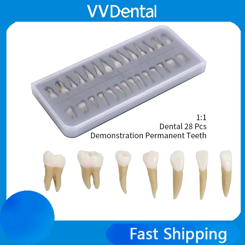 28pcs/Set Adult Full Mouth Tooth Model Dental Oral Monochrome Permanent Teeth with Root Simulated Model for Training & Education