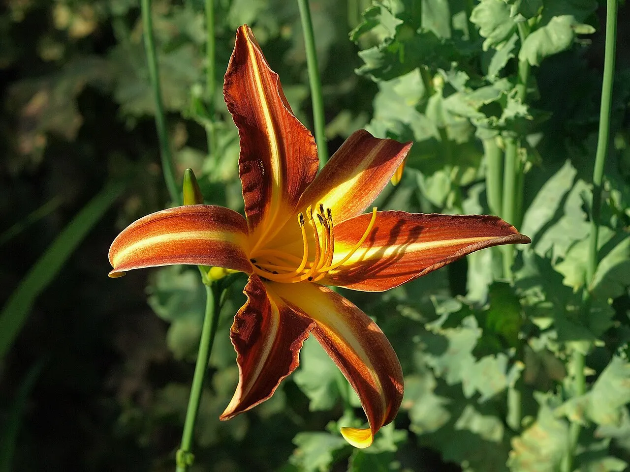 145 Uds. Semillas de Hemerocalis Rojo Vino Aterciopelado, Flor Vivaz Resistente de Larga Floración para Jardín, Bordes y Macizos