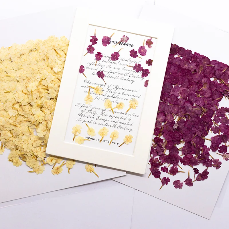 60 piezas de especímenes de plantas naturales, flores pequeñas, flores prensadas de ciruelo de cinco colores, flores secas, especímenes de plantas para fundas de teléfono de resina DIY, marcapáginas, paquete de material de decoración con flores secas
