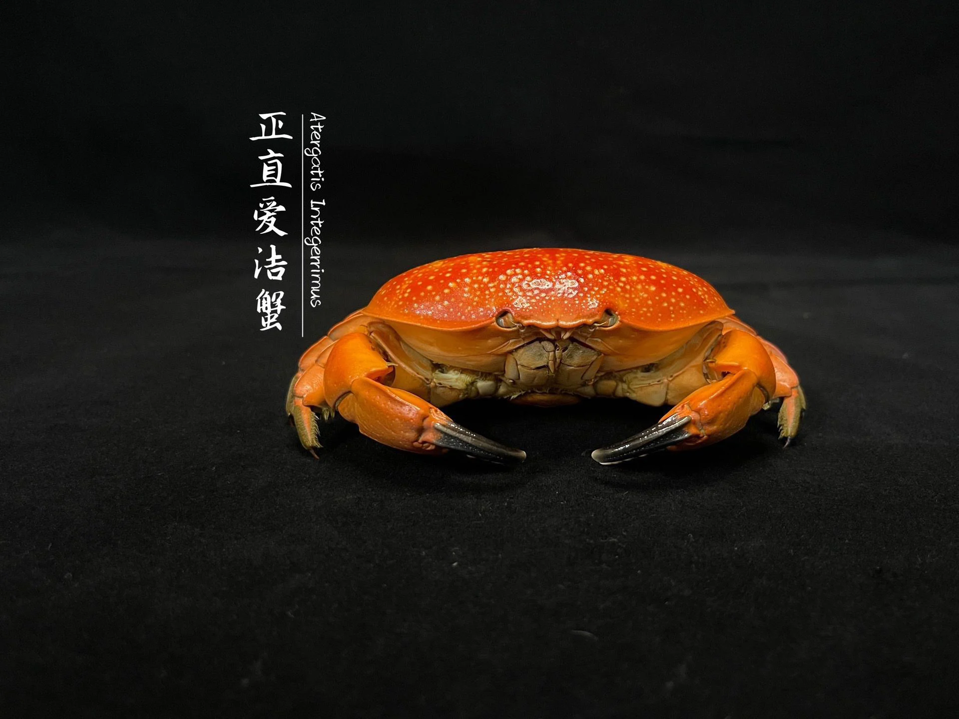 Atergatis Integerrimus Real Crab Specimen Special Handicrafts Collectors Home Decor Ornament Desk Decoration Customized