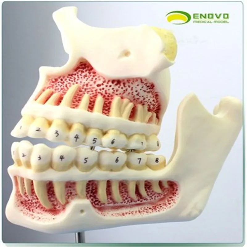 

Child dentition and jaw development model deciduous permanent teeth infant oral dental care model