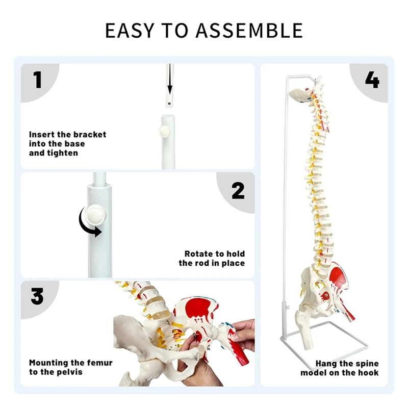 L47A-Spine Model For Anatomy, Arteries, Lumbar Column,Pelvic Girdle Femur With Stand For Science Study Or Patient Education