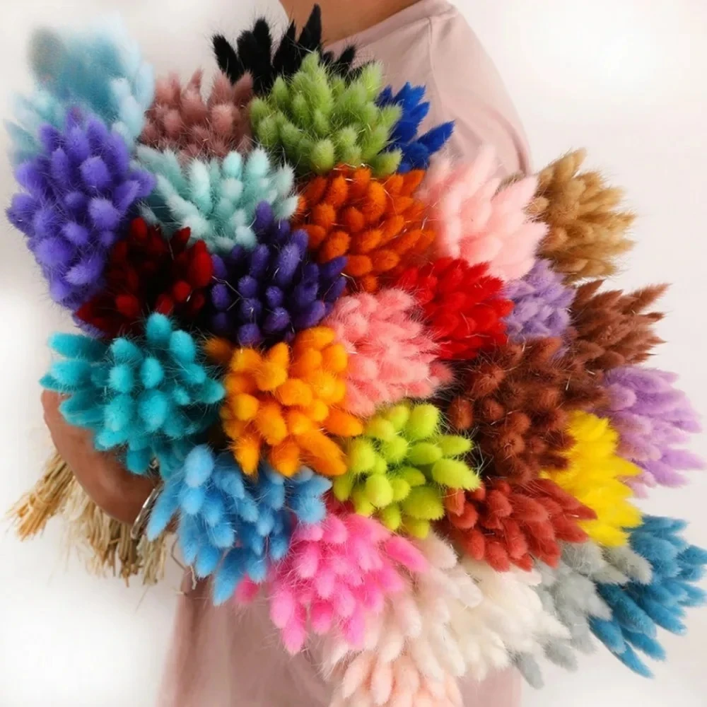 60pcs/bundle Natural Bunny Rabbit Tail Grass Dried Flower Home Decor Bouquet Colorful Lagurus Ovatus Wedding Floral Arrangements - Image 3