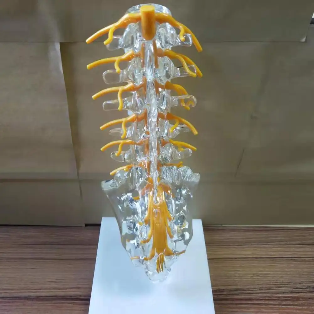 Transparent Lumbar Spine Model with Tailbone, Intervertebral Disc, Spinal Nerve, Sacrum, Coccyx for Orthopedic 3D Demonstration