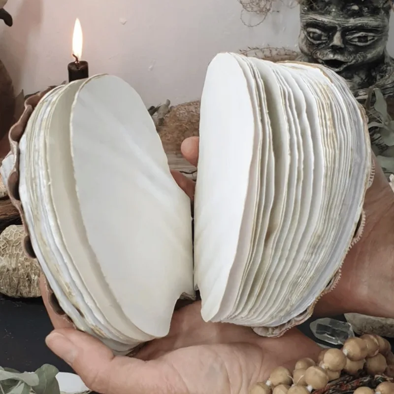 Abalone Shell/Lion's Paw Shell/Scallop Shell Journal,  Cute Shell Shaped Sticky Note Pad Sea Ocean Journals for Writing