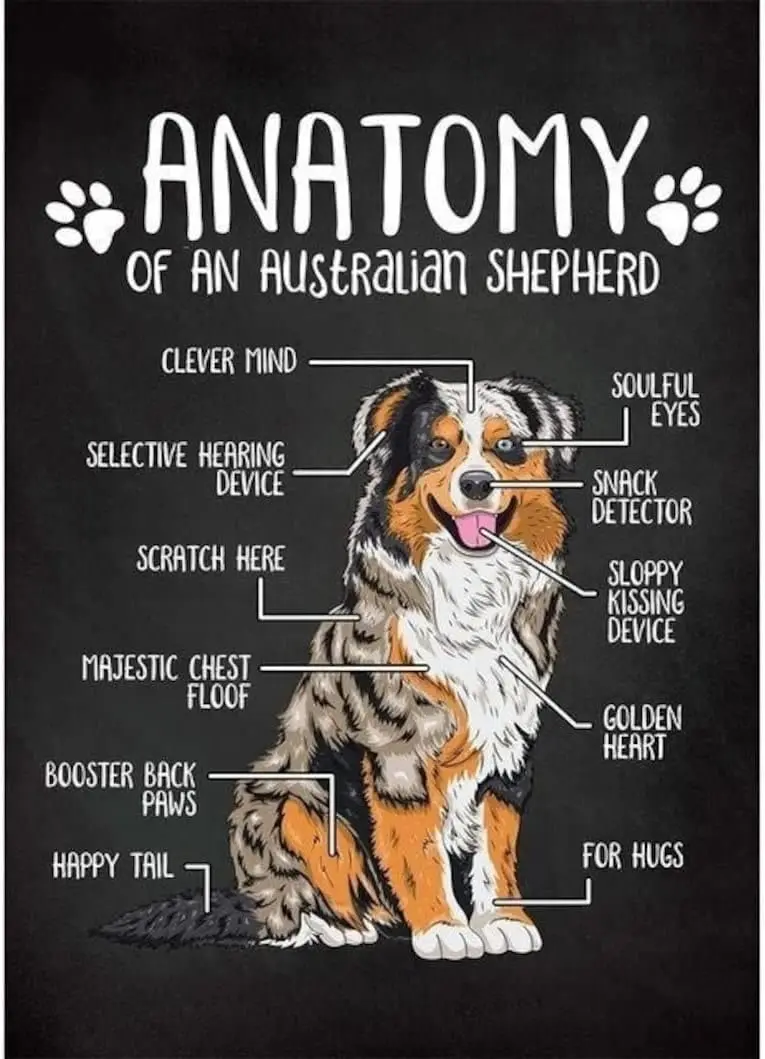 Metal Sign Anatomy of an Australian Shepherd Dog Breeds Puppy Vintage Tin Sign For Cafe Bar Garden Home Bathroom Wall