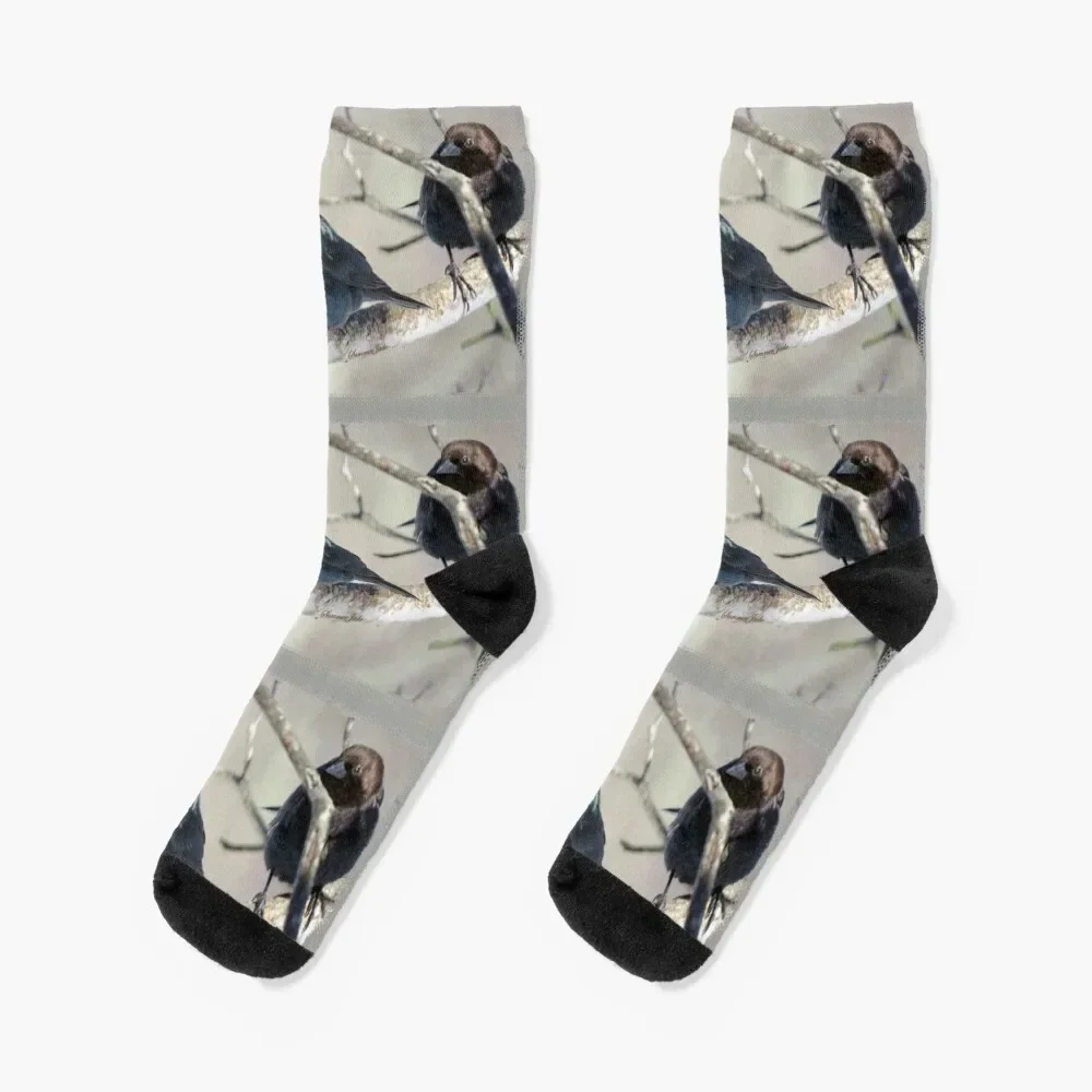 Brown-Headed Cowbird ~ Handsome Pest Socks gifts valentine gift ideas Ladies Socks Men's