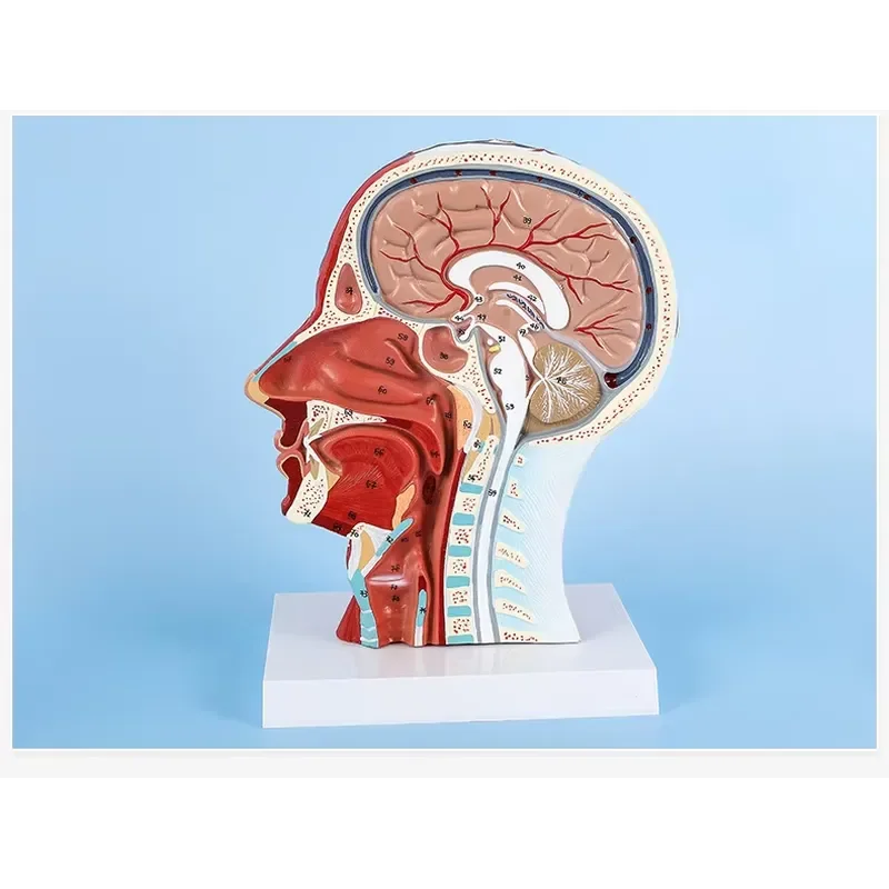 XIN Human Head Superficial Neurovascular Model Facial Muscle Anatomy with Blood Vessels Nerves Medical Teaching Tool for