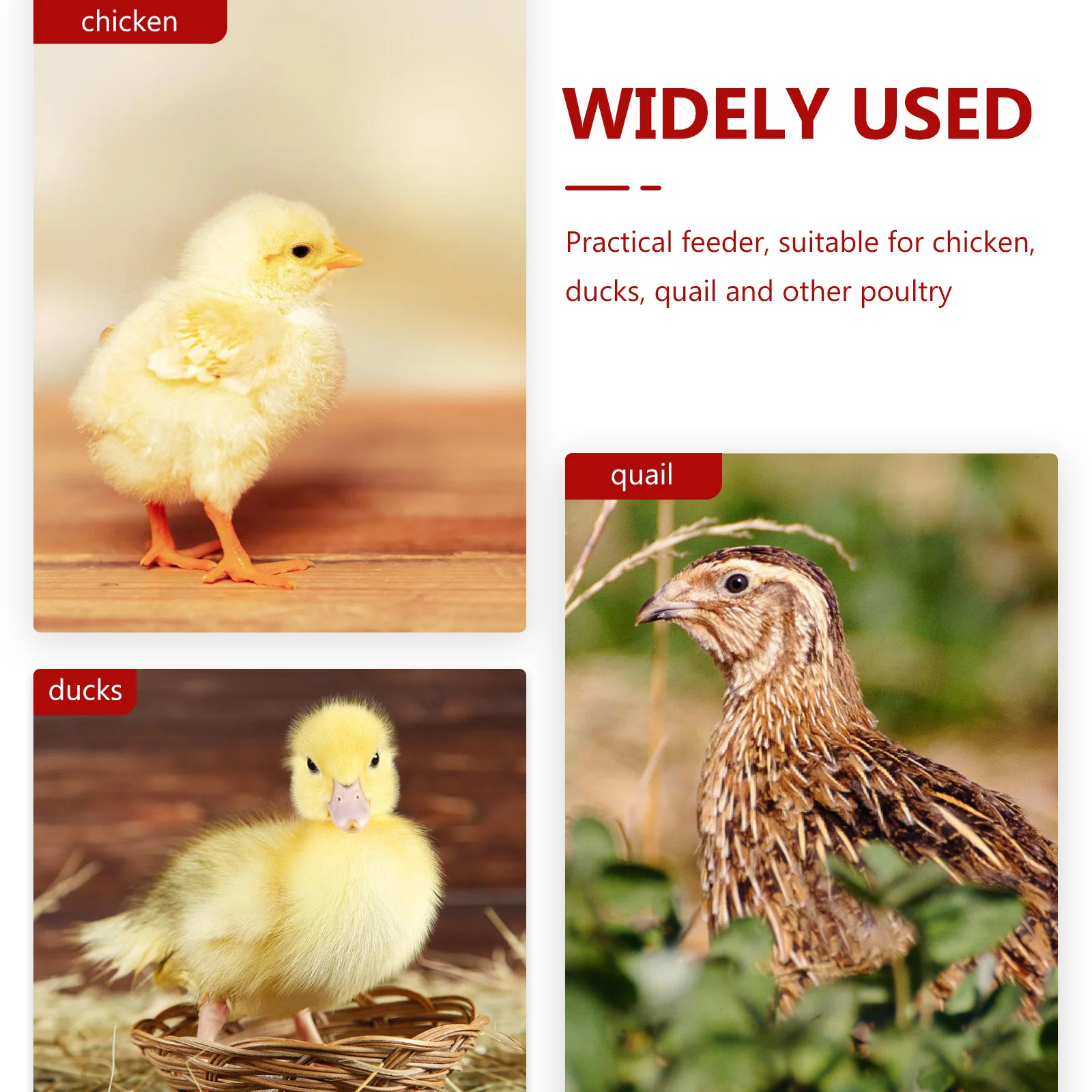 

20pcs Drinking Nipples for Chicken Quail Poultry Farm Supplies Durable Easy to Install Water Equipment Feeder Tool
