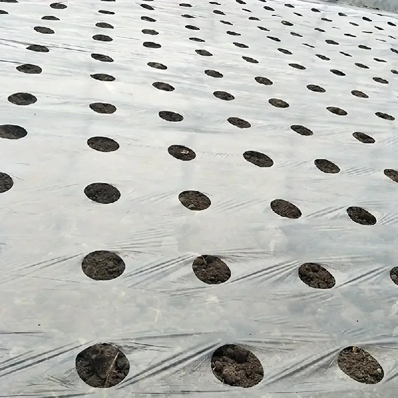 Agricultural Black Perforated Plastic Mulch Film Weed Control Thermal Insulation Grow Film Pre Punched No Drilling Needed