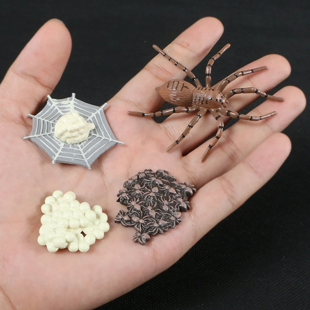 Growth Cycle Spider Insect Animals Teaching Material Simulation Animals Growth Cycle Model Life Cycle Figurine Action Figures