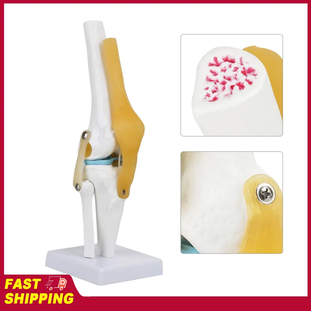 Knee Joint Anatomy Model Life Size Human Knee Joint Model for Skeleton Anatomy Study Teach with Ligament Model Knee Joint Model