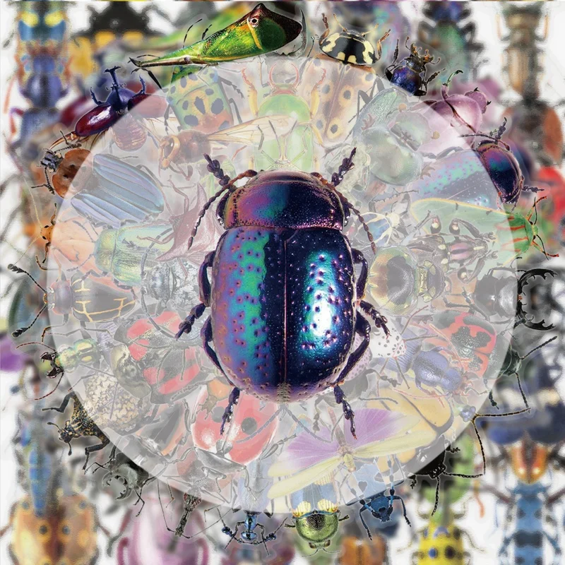 50 transparente Insekten-Graffiti-Aufkleber, lebendige Aufkleber, geeignet zum Dekorieren von Wasserflaschen, Laptops, Mobiltelefonen, Gepäck, Skateboards, Gitarren, Geschenkboxen, Partydekorationen