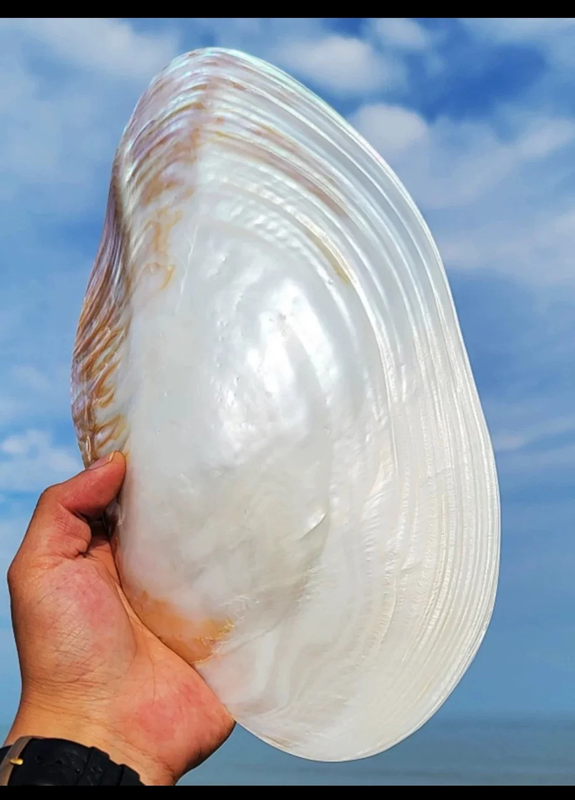 Large Pearl Shell Clam Shell, Natural Conch Shell, Coral Starfish, Mediterranean Home Creative Collection Ornaments, 27cm