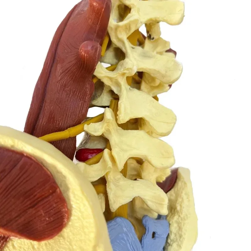 Anatomy Human Pelvis Anatomical Model with Pelvic Floor Muscle Lumbar Spine，Muscle Medical Supplies Teaching Educational Tool