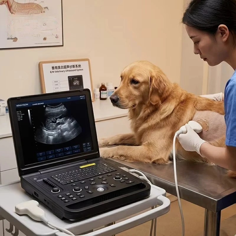 High-resolution portable black-and-white ultrasound machine for human/veterinary use, lightweight digital diagnostic scanner